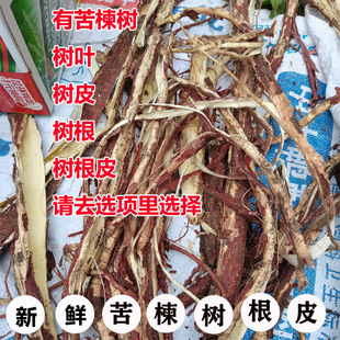 500克现采新鲜苦楝树叶苦练树皮苦楝树皮外用熬水苦练树根包邮