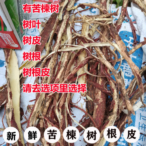 500克现采新鲜苦楝树叶苦练树皮