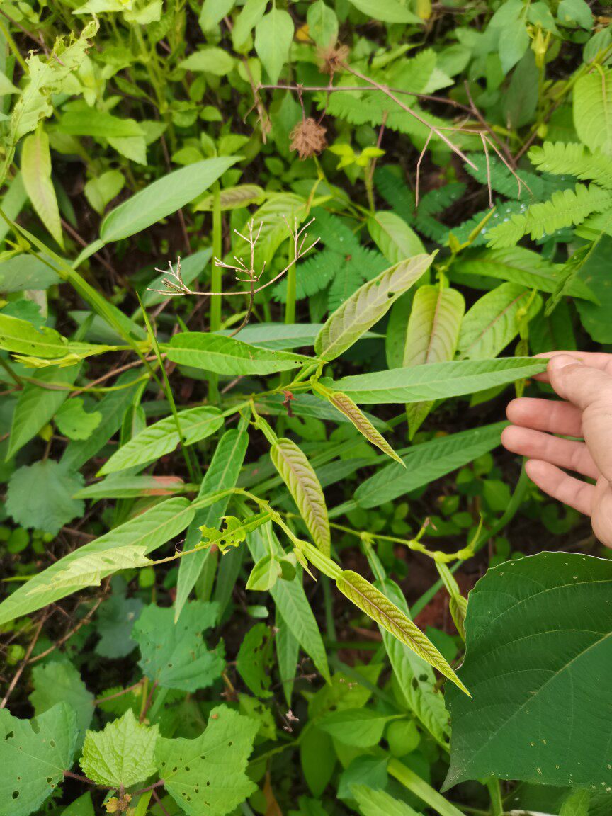 广西新鲜现采葫芦茶整株田刀柄鲜品咸鱼草金剑草中草药500克包邮
