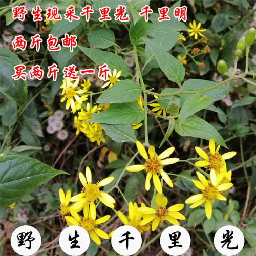 22年最新款新鲜千里光 22年最新款新鲜千里光