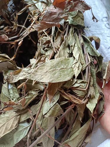 农家自晒500克新货葫芦茶整株干品田刀柄咸鱼草金剑草中草药包邮