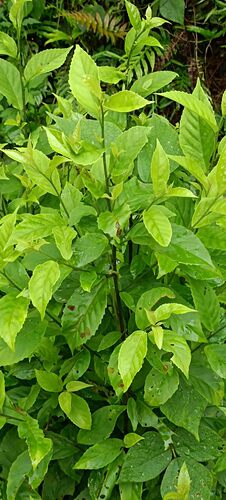 广西现采新鲜鲫鱼胆空心花冷饭果嫩肉木丁山桂花500克包邮