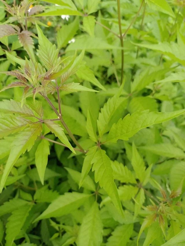 新鲜现采牡荆 天然五指风 五枝叶指柑土常山枝叶黄荆中药材500克