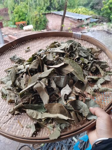 500克新晒排钱草叶子干品排钱草树叠钱草麒麟片阿婆钱龙鳞草包邮