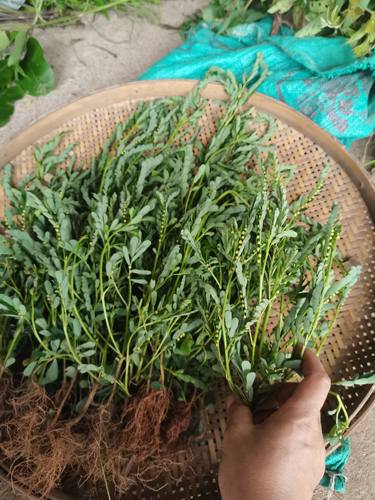 广西现采新鲜苦味叶下珠珍珠草 龙珠草珠仔草 新鲜假油甘500