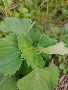 广西新鲜广防风落马衣叶土防风草排风草土藿香抹草鲜品500