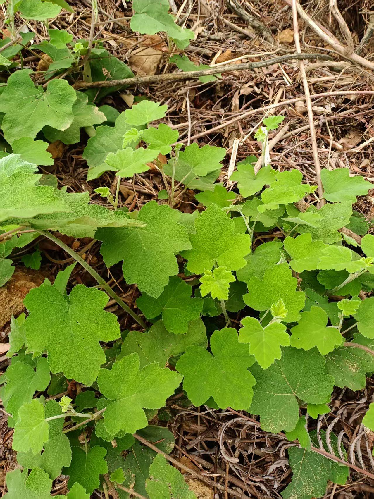 新鲜大叶蛇泡簕 粗叶悬钩子根 现采中草药八月泡枝叶大叶茅莓根