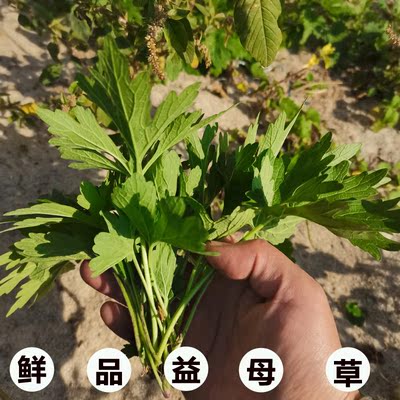 500克新鲜益母草新鲜现采益母草云母草益母艾红花艾月经草包邮