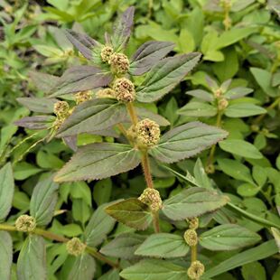 飞扬草新鲜现采乳籽草大乳汁草飞扬草洗澡草药