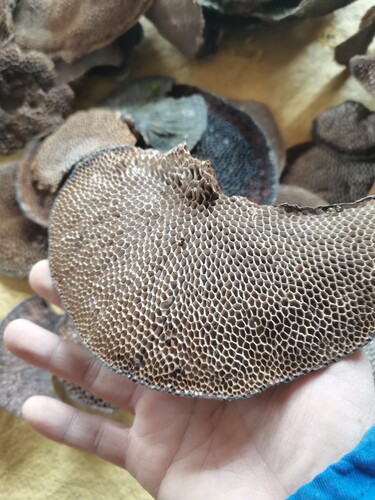 广西本地龙眼菌毛蜂窝灵芝新货深山采摘毛蜂窝菌蜂窝孔菌100克