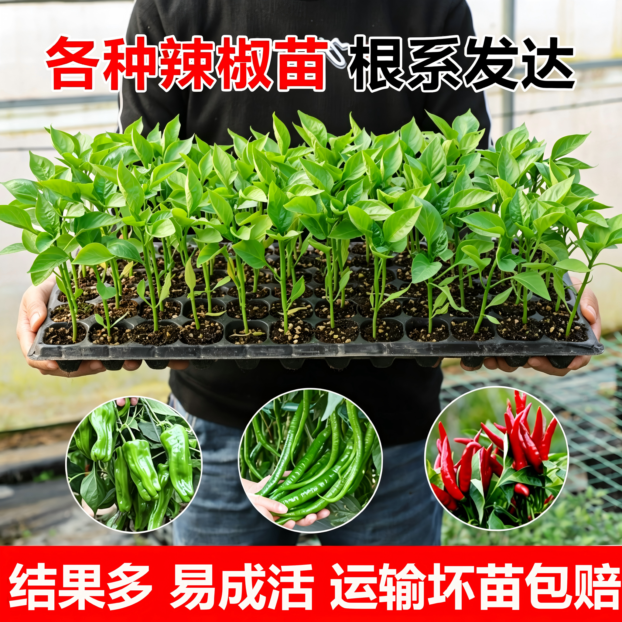 辣椒苗带土发货品种对版坏苗包赔阳台菜园四季可种高产辣椒秧苗