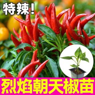 小米辣椒苗香辣小尖椒秧苗四季庭院盆栽露天种植早熟高产蔬菜种苗