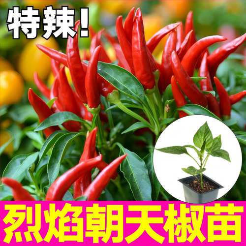 小米辣椒苗四季庭院盆栽地栽种苗