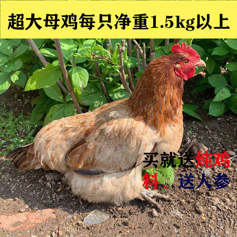 农家散养2年老母鸡下蛋鸡笨溜达鸡新鲜月子鸡肉当天现杀顺丰包邮
