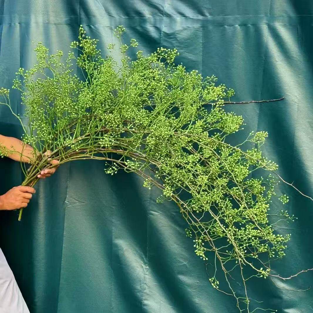 山归来蔷薇果鲜切枝客厅室内水培花材禅意侘寂风可做干花基地直发
