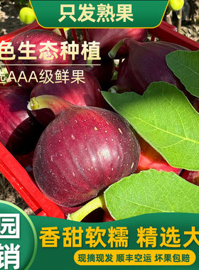 树上熟波姬红无花果鲜果特大红皮无花果新鲜现摘现发紫皮当季水果