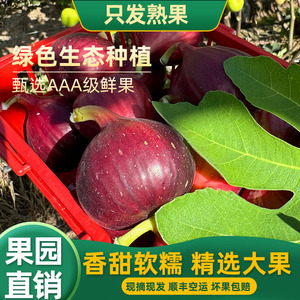 树上熟波姬红无花果鲜果特大红皮无花果新鲜现摘现发紫皮当季水果