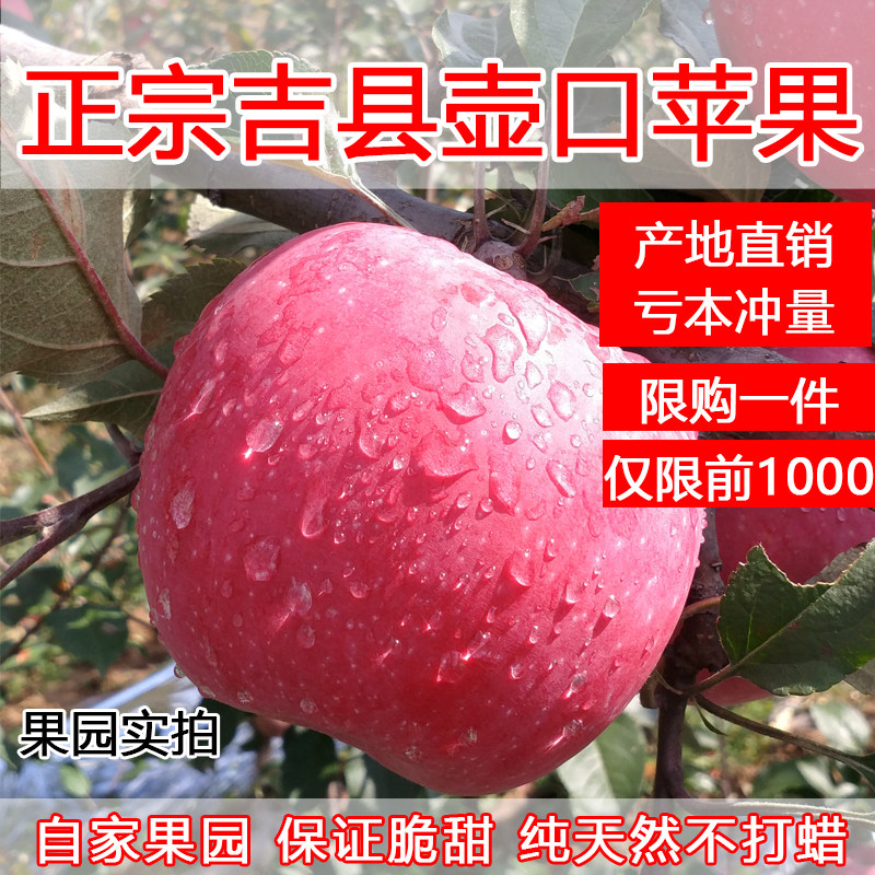 (二级瑕疵果) 山西吉县壶口红富士苹果包邮新鲜水果有机