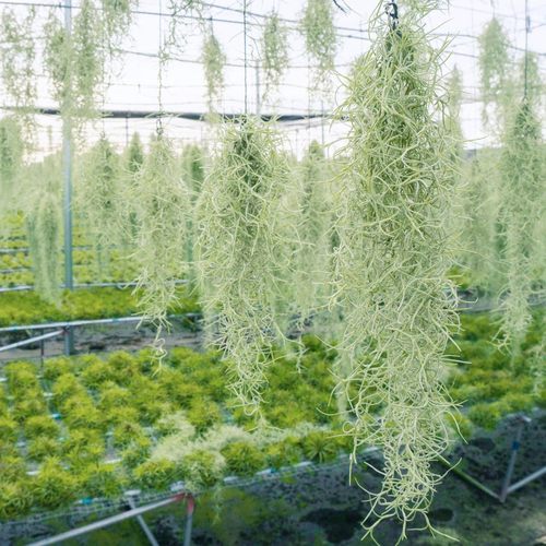 空气凤梨老人须挂饰无土绿植