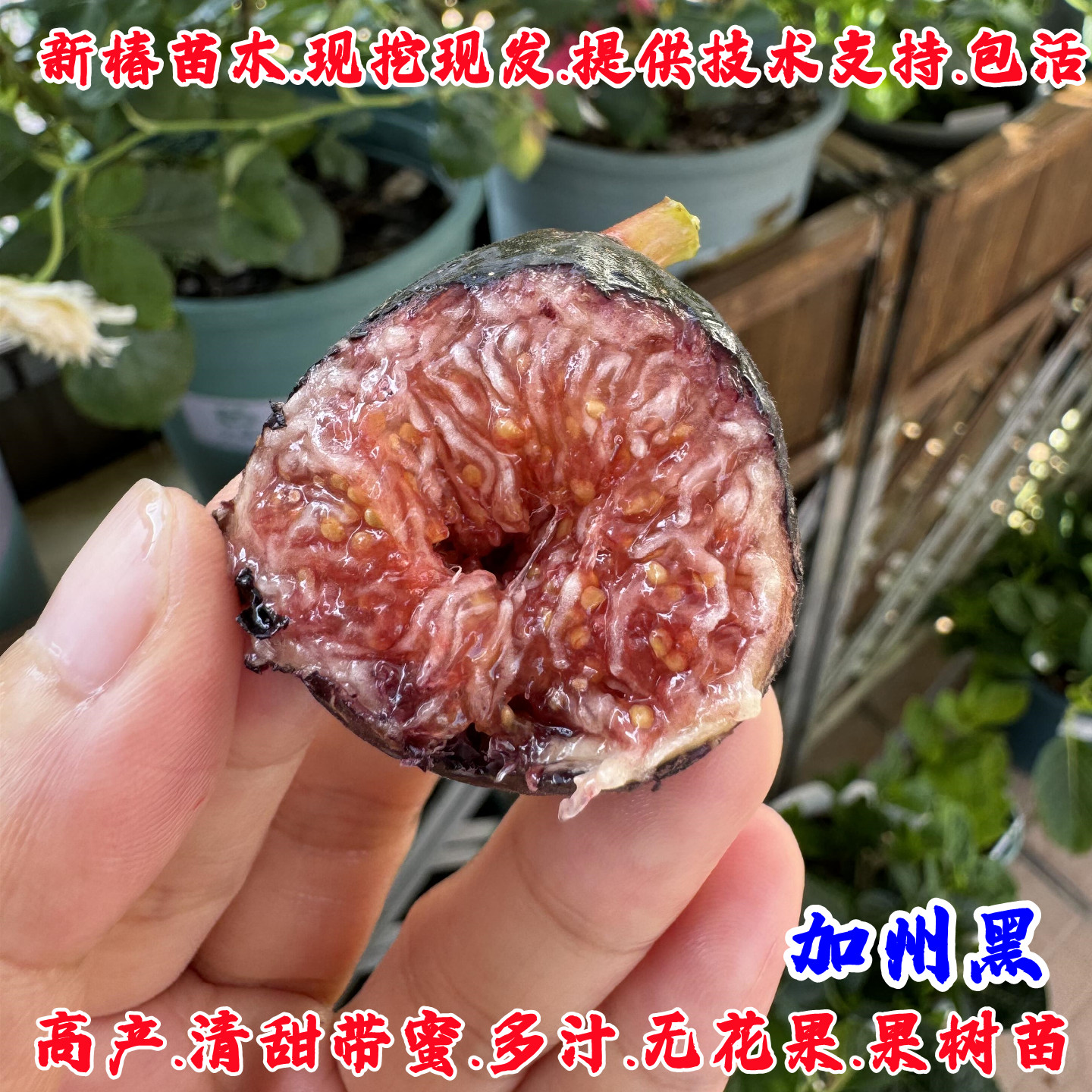 紫色耐寒甜无花果树苗阳台盆栽庭院地栽加州黑无花果苗南北方种植