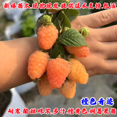 橙色奇迹树莓苗野生覆盆子金秋黄树莓果苗盆栽南北方种植当年结果