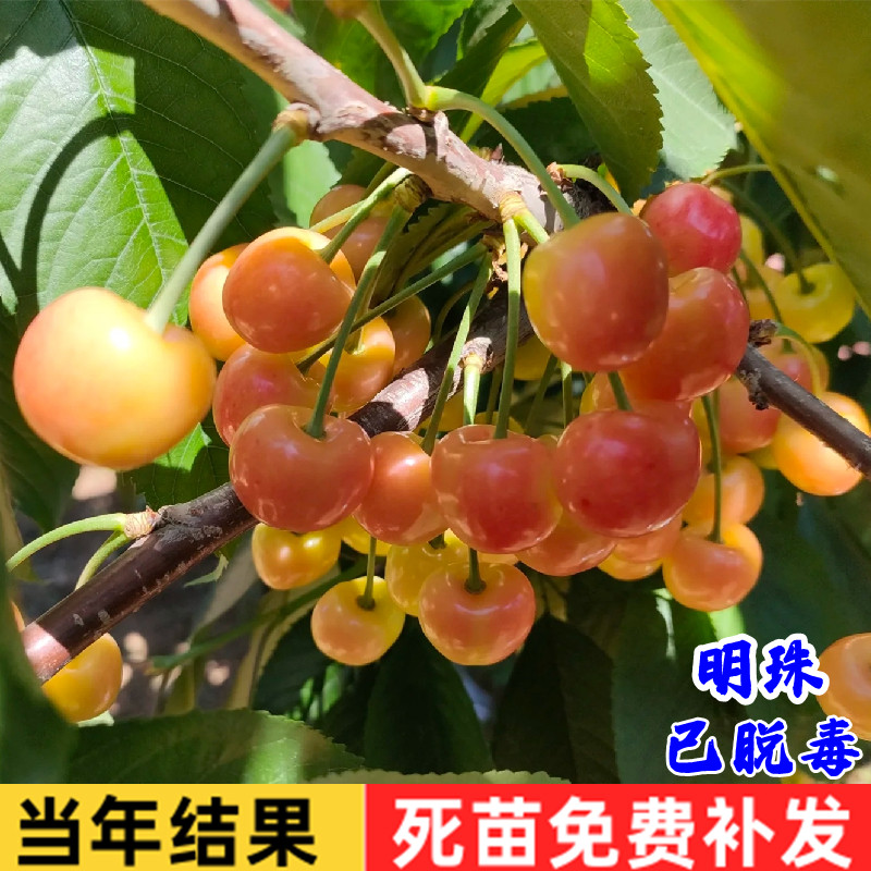 车厘子树苗嫁接明珠大樱桃树苗特大黄樱桃苗南方北方庭院盆栽地栽