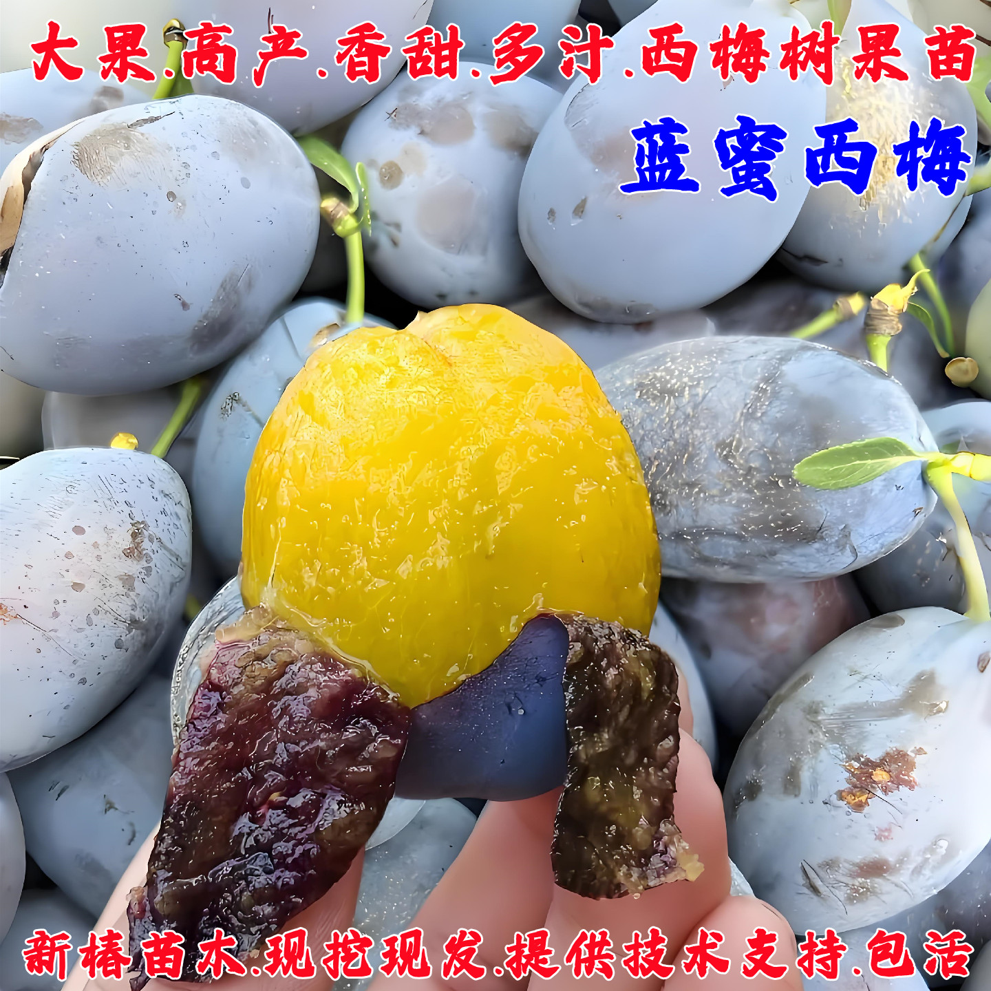 耐寒蓝蜜西梅树树苗嫁接特大离核李子西梅苗盆栽庭院南方北方种植