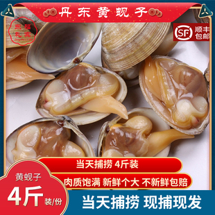 丹东特产黄蚬子野生鲜活海鲜文贝扇贝肥蛤蛤蜊鲜活黄海海鲜4斤