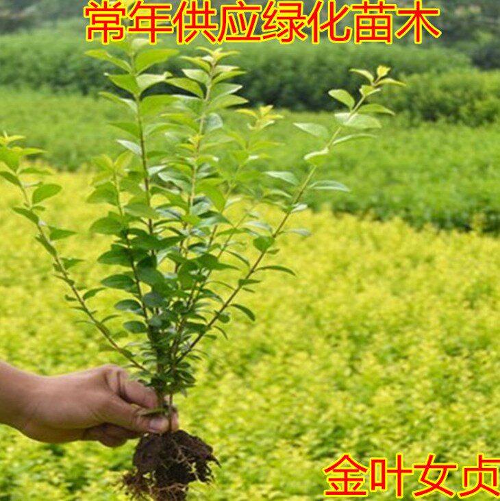 庭院树苗金叶女贞树苗女贞子树苗小叶女贞苗球金森女贞彩色绿化带