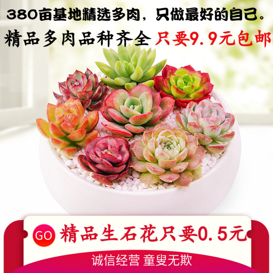 多肉清棚小贵货植物大超大稀有生石花巨型黄金草缀化老桩一箱包邮