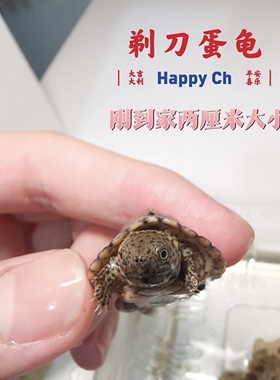 【深水龟宠】剃刀龟麝香蛋龟巨头活物宠物龟深水龟苗蛋龟网红宠物