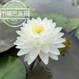 发货池塘睡莲花水池 瑞雪 带花苞 水培植物四季 耐寒睡莲 睡莲花苗