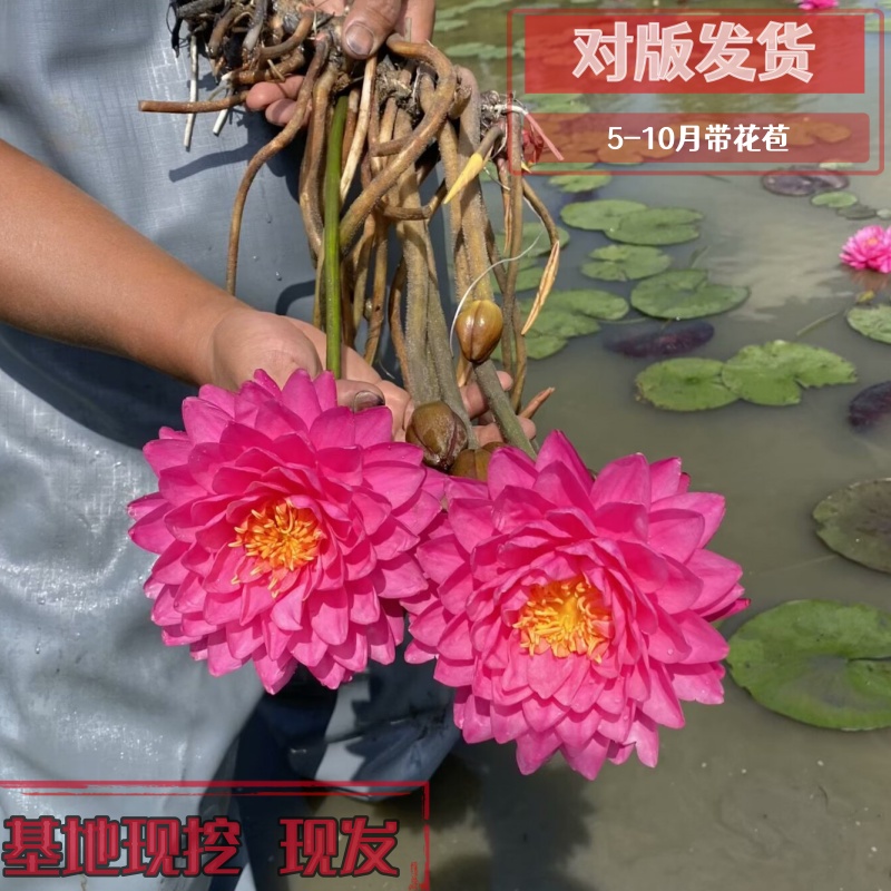 对版精品耐寒睡莲带花苞发货池塘睡莲花水池水培植物四季睡莲花苗