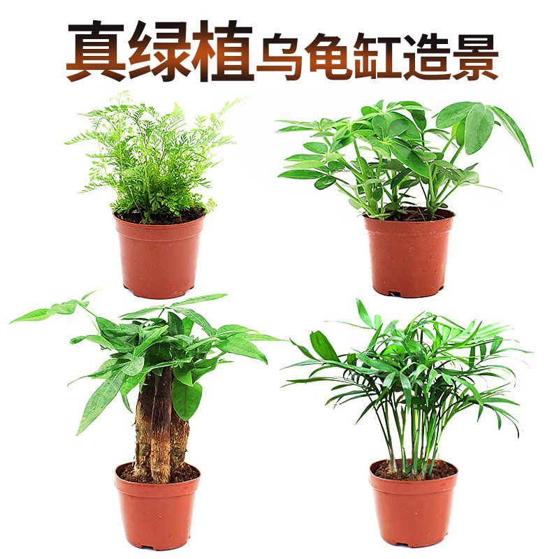 真绿植活体发财树袖珍淡水乌龟缸