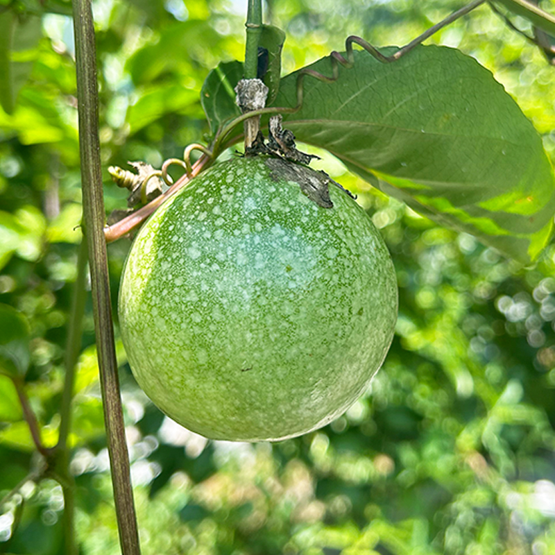 现摘钦蜜九号纯甜黄金百香果