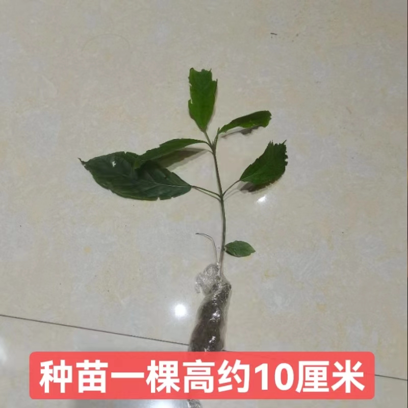 深山新鲜山苍树根山苍子枝叶木香子木姜山鸡椒野胡椒根500克包邮