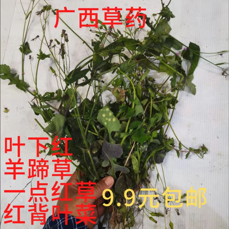 野外一点红草新鲜现采中草药 叶下红红背叶菜羊蹄草广西草药500克