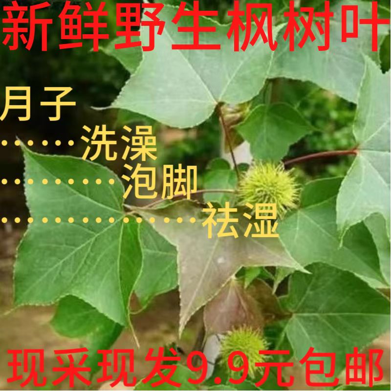 野生枫树叶月子洗澡泡脚草药去湿月子洗澡500克包邮水洗皮肤全身