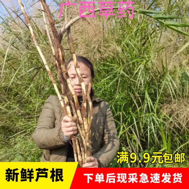 河边新鲜芦根芦茅根苇根芦头芦柴根苇子根芦芽根甜梗子500g包邮