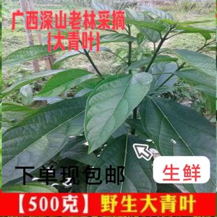 板蓝根叶子新鲜野生大青叶药材苗根粉泡水大青树臭树根枝叶500g克