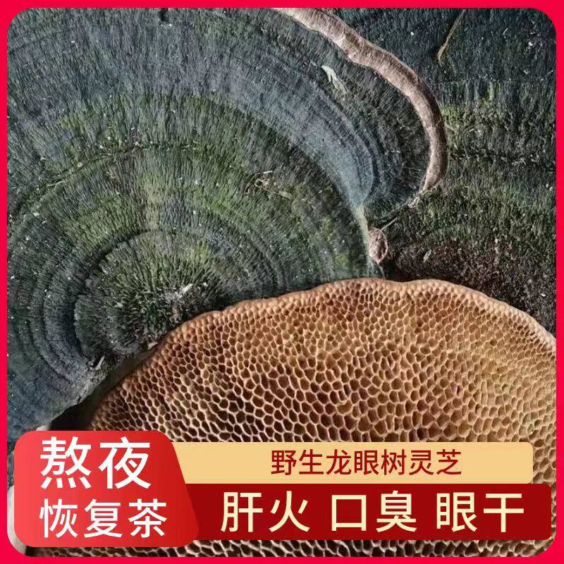 广西野生龙眼树蜂窝灵芝肠胃免疫力龙眼树整个毛蜂窝菌蜂巢灵芝