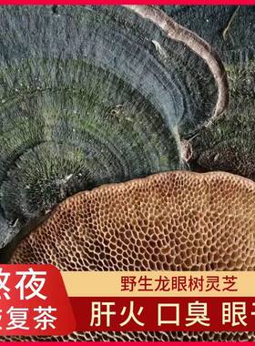广西野生龙眼树蜂窝灵芝肠胃免疫力龙眼树整个毛蜂窝菌蜂巢灵芝
