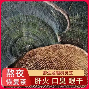 广西野生龙眼树蜂窝灵芝肠胃免疫力龙眼树整个毛蜂窝菌蜂巢灵芝