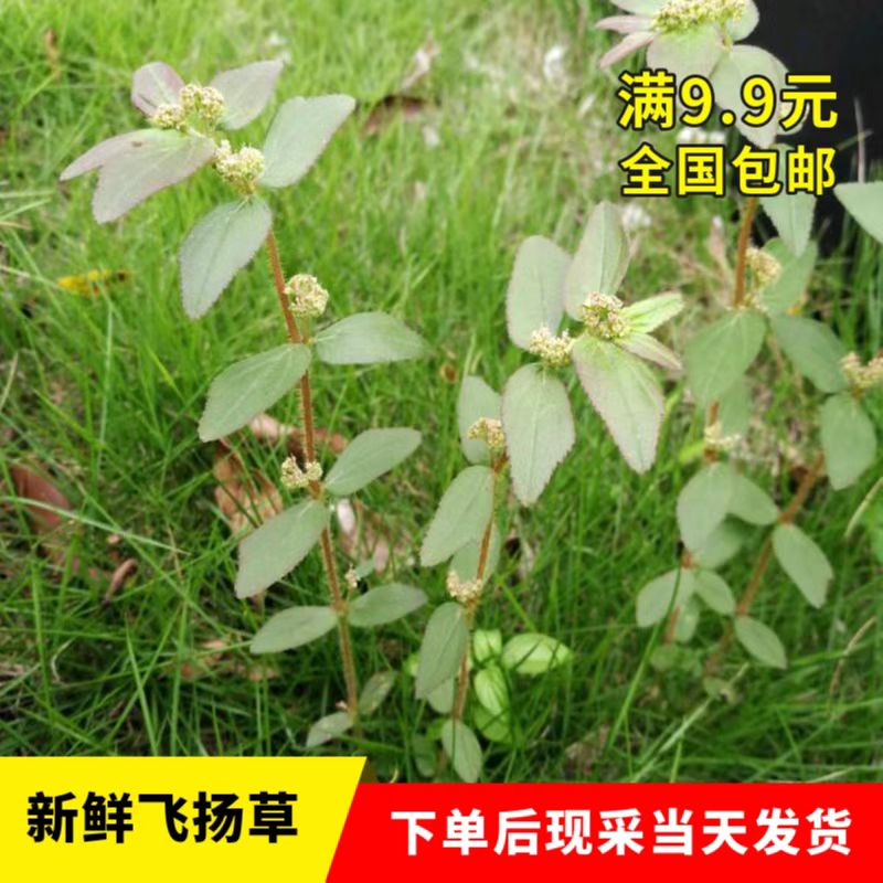 广西新鲜飞扬草现采乳籽草500g大飞扬大乳汁草止痒草洗澡草药包邮