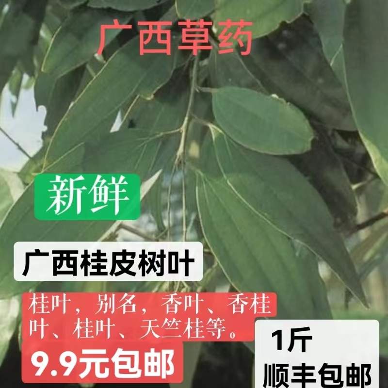 新鲜肉桂树叶野生桂皮枝叶包邮