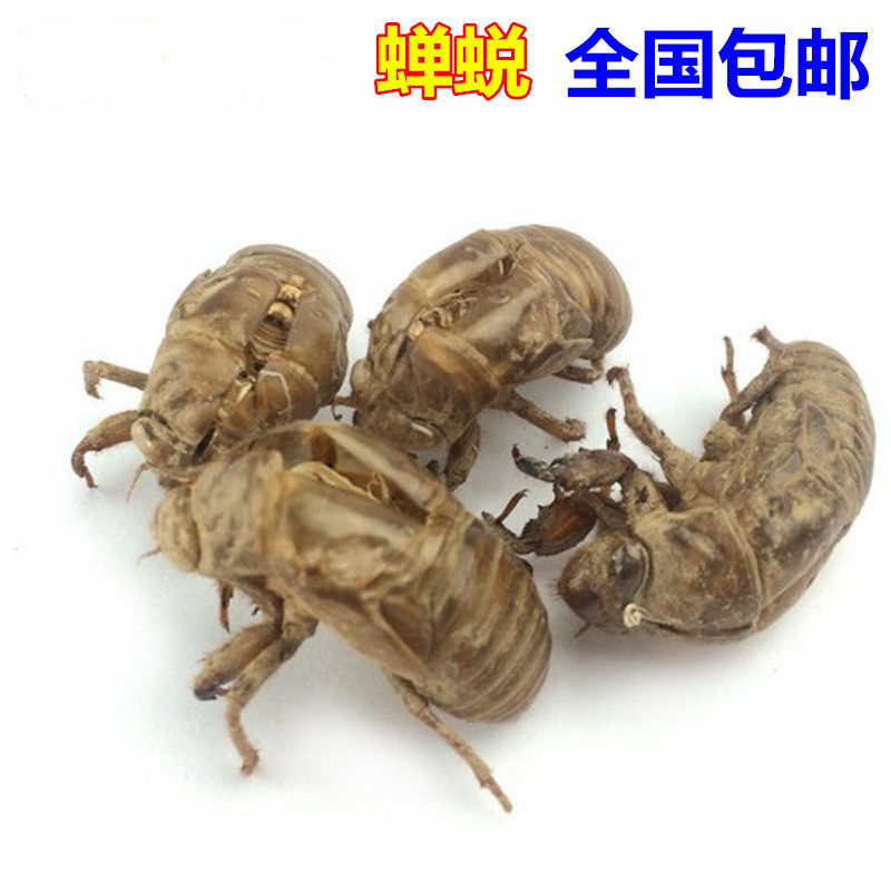 中药材蝉蜕干品包邮保质保量