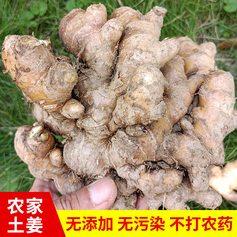 江西井冈山特产农家土姜高山自种小黄姜生姜新鲜姜月子姜3斤精品