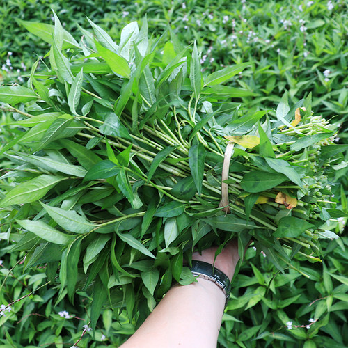 云南特产香料柳菜凉拌1斤