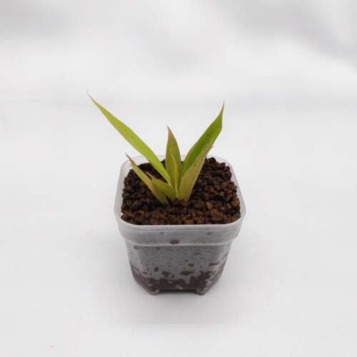 蔓绿绒--迷你植物苔藓微景观素材《黄金之火戒》