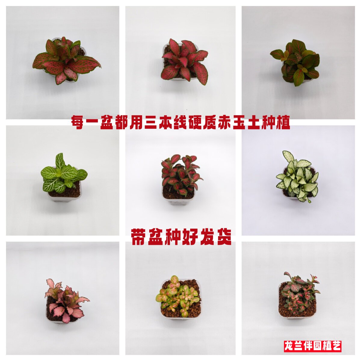 （网纹草合集）苔藓微景观生态瓶创意彩叶迷你小植物